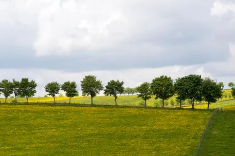 Trees in a row Stock Photos
