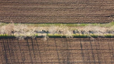 Trees row vertical unzoom 스톡 동영상 149898249