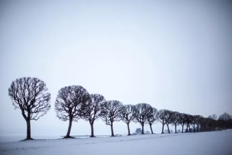 Trees in a row of a winter landscape Stock Photos