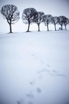 Trees in a row of a winter landscape Stock Photos