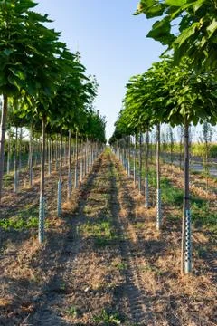 Trees in Rows Farming Depth Perspective Outdoors Foto stock