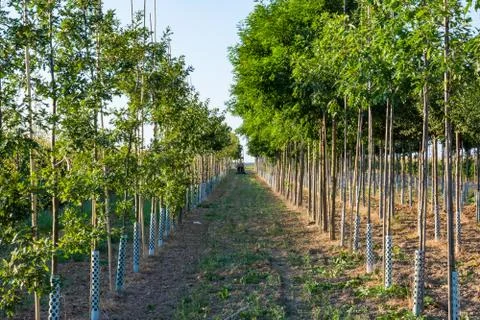 Trees in Rows Farming Depth Perspective Outdoors Tractor Stock Photos