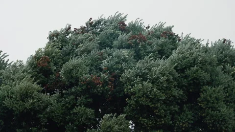 Trees Rustle Slowly In Wind, Shaking Tree Canopy Under Heavy Wind With Textured Stock Footage 327788437