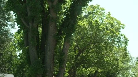 Trees Rustle In Wind Video stock 140703831