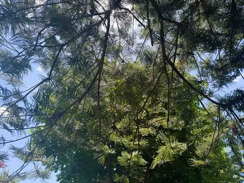 Trees rustling and reflecting lights and shadows with gentle summer breeze wind. Stock-Fotos