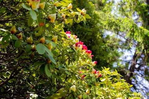 Trees rustling by summer wind under the blue sky Stock-Fotos
