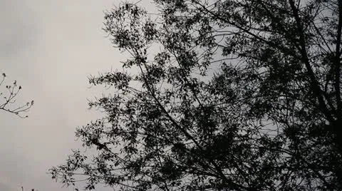 Trees Rustling in the Wind at Dusk Video stock 10952606