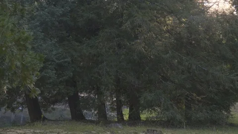 Trees rustling in the wind Stock Footage 106780253