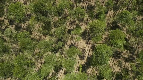 Trees in the sand 1 Stock Footage 139989525