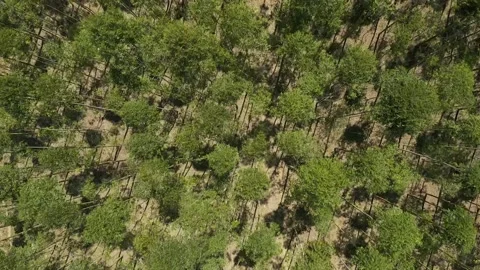 Trees in the sand 2 Stock Footage 139989557