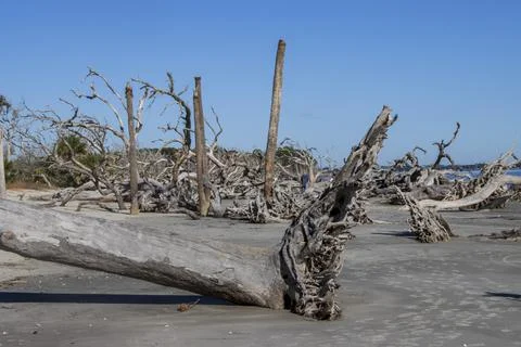 Trees in the sand Stock Photos