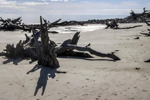 Trees in sand Stock Photos
