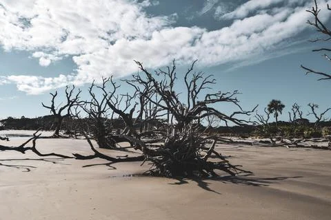 Trees in the sand Stock Photos
