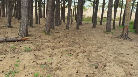 Trees in sand.Camera tilt upwards video Stock-Footage 305641107