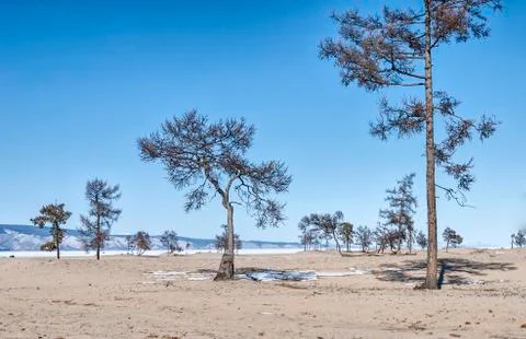 Trees on a sandy beach Stock Photos