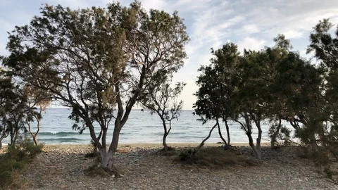Trees on a sandy beach with sea at sunset, Tinos island, Greece. Stock-Footage 125914383