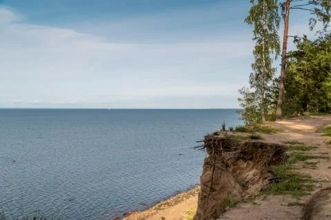 Trees on a sandy cliff above the Gulf of Finland in the area of the Fort Stock Photos
