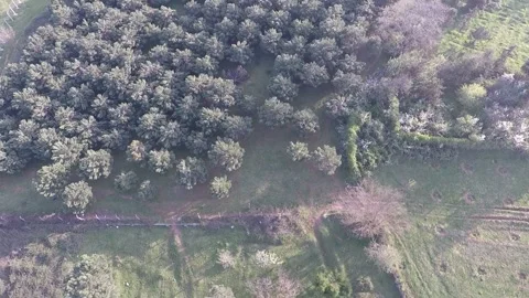 Trees sapling with aerial drone Stock Footage 182712532