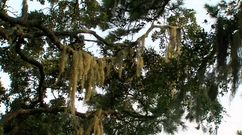 The Trees of Savannah 스톡 동영상 645886