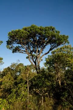 Trees in the Savannas Stock Photos