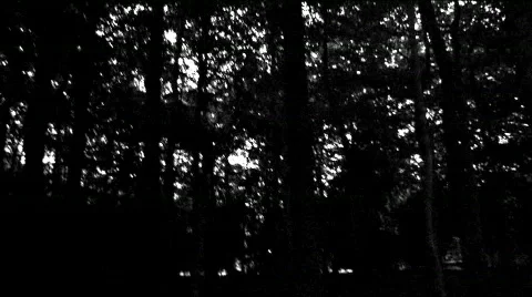 Trees Scary Loop - Dark Horror Halloween Stock Footage 239300