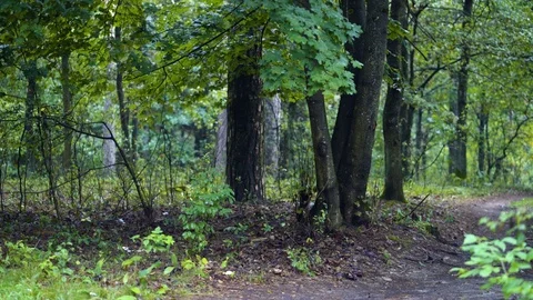 Trees scenery next to the forest road Видео 94355158