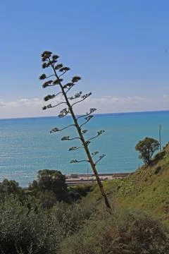 Trees with the sea in the background Stock Photos
