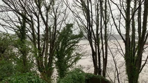 Trees by the Sea Stock Footage 145291299