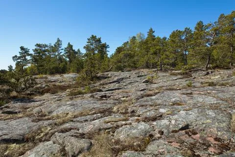 Trees on seashore. Stock Photos