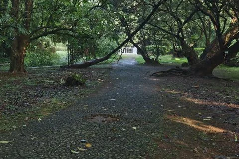 Trees that seem to cross over the path. Stock-Fotos