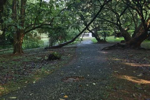 Trees that seem to cross over the path. Stock Photos