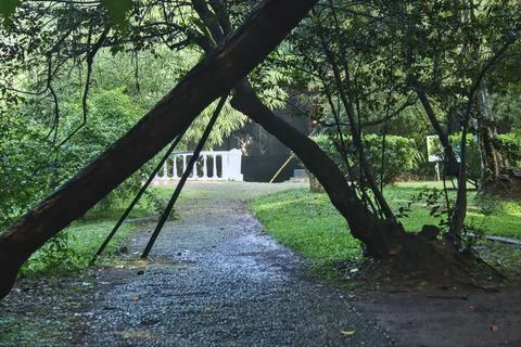 Trees that seem to cross over the path. Foto stock