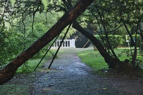 Trees that seem to cross over the path. Stock Photos