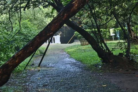 Trees that seem to cross over the path. Stock Photos