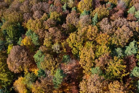 Trees seen from above in the autumn Stock Photos
