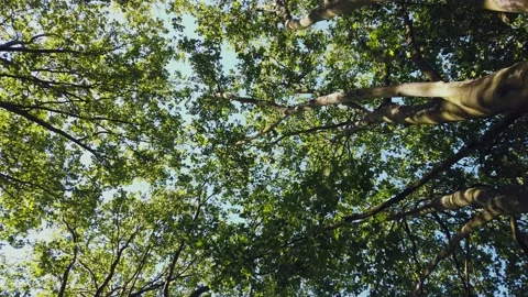 Trees seen from below Stock Footage 201340831