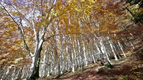Trees seen from below in the Park of Foreste Casentinesi in Tuscany, Italy. Stock Footage 68995925