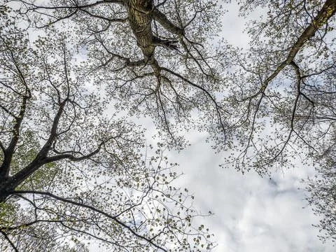 Trees seen from below in the spring 스톡 사진