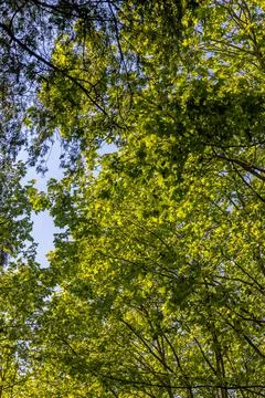 Trees seen from below with sun. Stock Photos