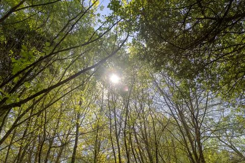 Trees seen from below with sun. Foto stock