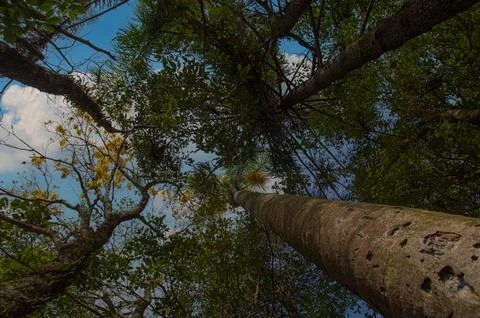 Trees seen from below with their trunks, colorful leaves Stock-Fotos