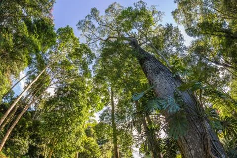 Trees seen from the bottom Stock Photos