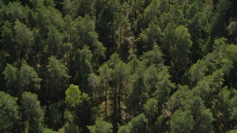 Trees seen from drone on a sunny day Stock Footage 116906540