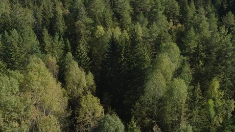Trees seen from drone on a sunny day Vídeo Stock 116908061