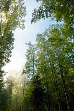 Trees seen through clearing morning mistwith negative space for copy Stock Photos
