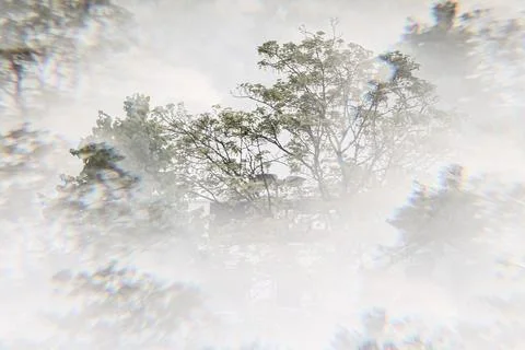 Trees seen through mist and bright haze Stock Photos