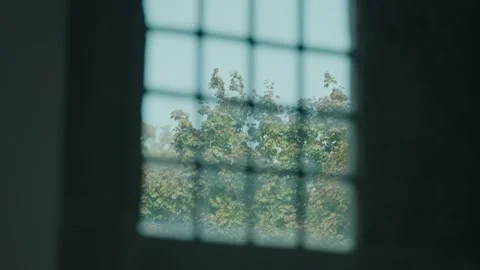Trees seen through window grid from dark interior 库存影片 324885743