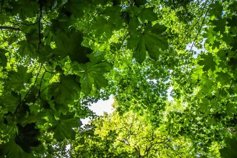Trees seen upwards Stock Photos