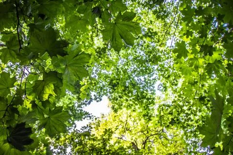 Trees seen upwards Stock Photos