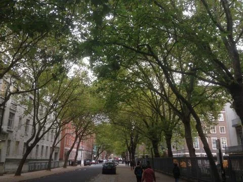 Trees By Senate House Stock Photos